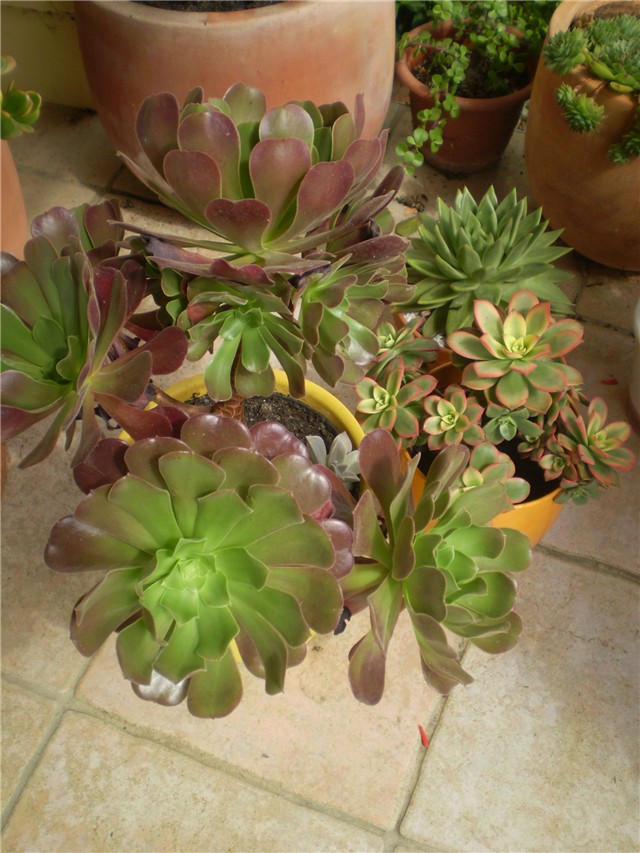 aeonium